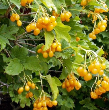Kalina obecná XANTHOCARPUM @
