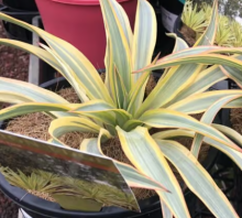 Juka - Yucca gloriosa CITRUS TWIST®