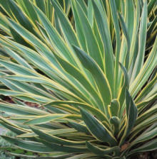 Juka - Yucca gloriosa VARIEGATA - K2