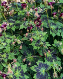 Kakost - Geranium phaeum SAMOBOR