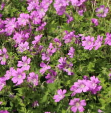 Kakost - Geranium gracile SIRAK