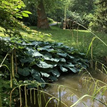 Hosta T-REX