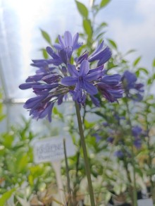 Kalokvět - Agapanthus EVER SAPPHIRE - mrazuvzdorný