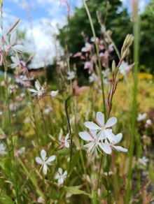 Svíčkovec - Gaura lindheimeri EMMELINE WHITE
