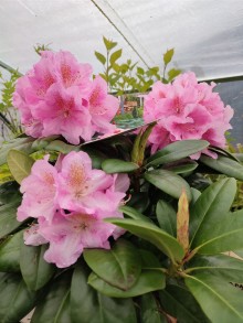 Rhododendron ´SCINTILLATION´ (30-40cm-K4)