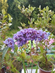 Komule davidova NANHO BLUE (2 leté)