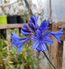 Kalokvět - Agapanthus BRILLIANT BLUE - mrazuvzdorný
