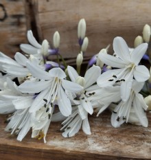 Kalokvět - Agapanthus FIREWORKS® - mrazuvzdorný