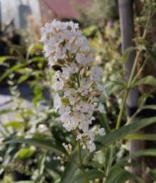 Komule davidova WHITE PROFUSION - 2 leté