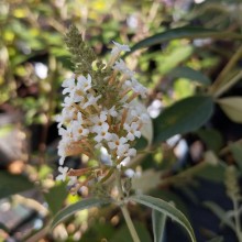 Komule davidova NANHOENSIS ALBA