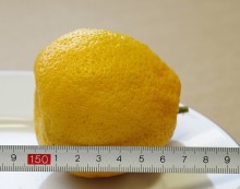 Mandarinka Karlík