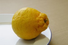 Mandarinka ´MIYAGAWA 00´