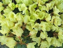 Rhododendron ´Wren´ - K2,5l