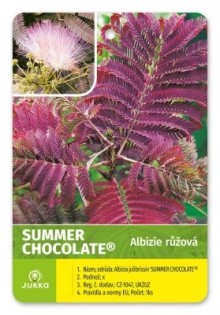 Albízie  SUMMER CHOCOLATE - 60-80cm, K3