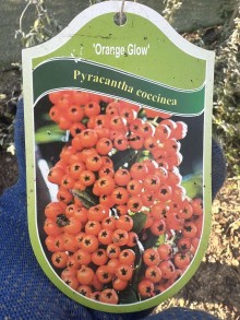 Hlohyně šarlatová ´Orange Glow´ K1