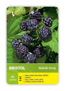 Maliník černoplodý BRISTOL (Black Jewell) - K2
