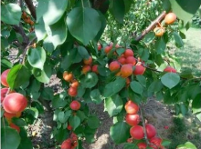 Meruňka FARBUZ® - St. Jul.