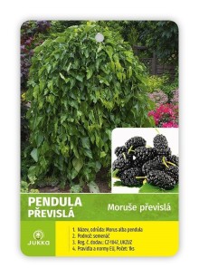 Moruše bílá PENDULA - KM 140