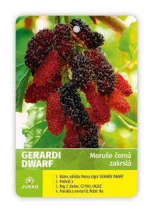 Moruše GERARDI DWARF K4