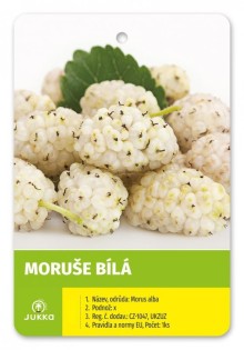 Moruše bílá - 60-80cm