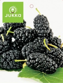 Moruše černá - 60-80cm @