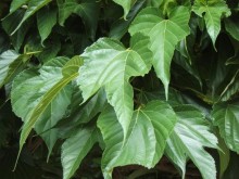 Moruše FRUITLESS