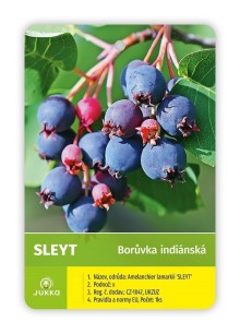 Muchovník olšolistý SLEYT