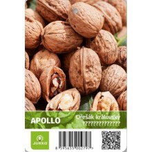 Ořešák vlašský APOLLO