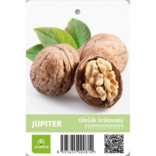 Ořešák vlašský JUPITER- K6