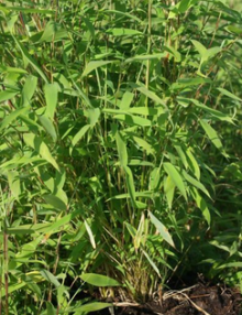 Bambus - Fargesia angustissima