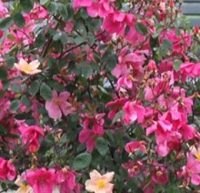 Růže - Rosa x odorata 'Mutabilis'