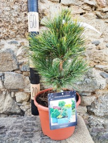 Borovice limba ´Compacta Glauca´ - 20-30cm, K