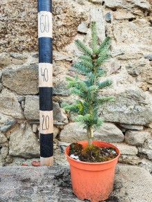 Jedle plstnatoplodá ´Compacta´ (20-30cm, K2)