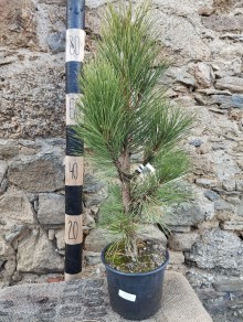 Borovice černá PYRAMIDALIS - 40-60cm, K3