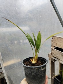 Trachycarpus fortunei - Konopná palma, mrazuvzdorná @