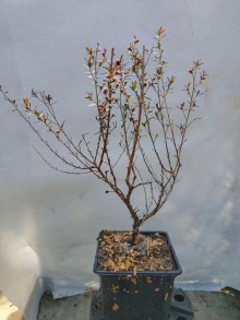Balmín metlatý WINTER CHEER