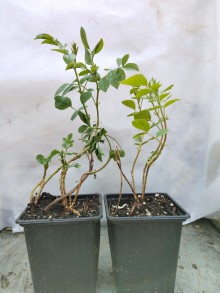 Lékořice uralská - Glycyrrhiza uralensis
