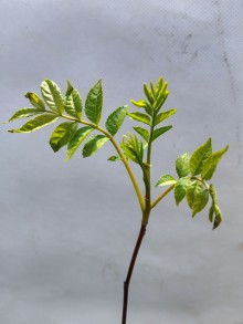Hořčina hořkoňová - Picrasma quassioides