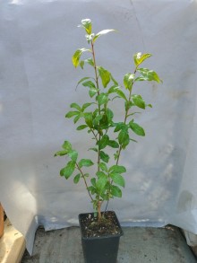 Orixa japonská