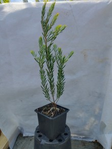 Akácie  - Acacia boormanii