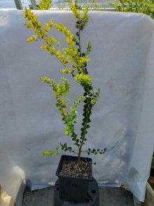 Akácie - Acacia pravissima