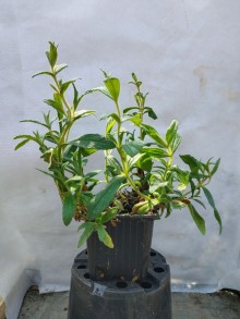 Cistus monspeliensis