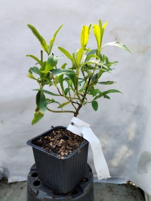 Cistus purpureus