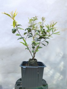 Kaliandra suriamská DIXIE PINK