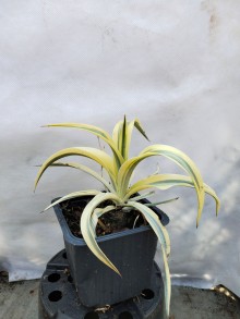 Juka - Yucca gloriosa CITRUS TWIST®