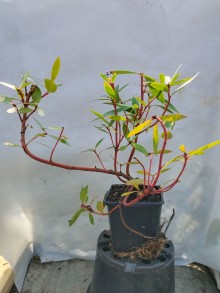 Horský pepř - Drimys aromatica RED SPICE