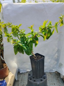 Dovyalis caffra