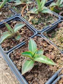 Agave ovatifolia