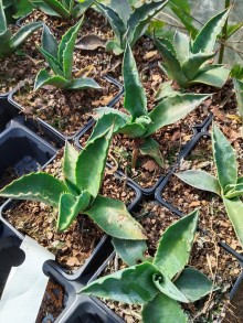 Agave lophanta