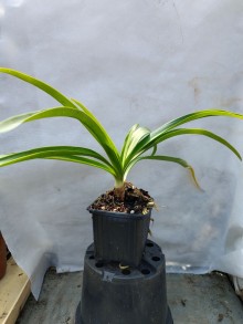 Kalokvět - Agapanthus ENIGMA